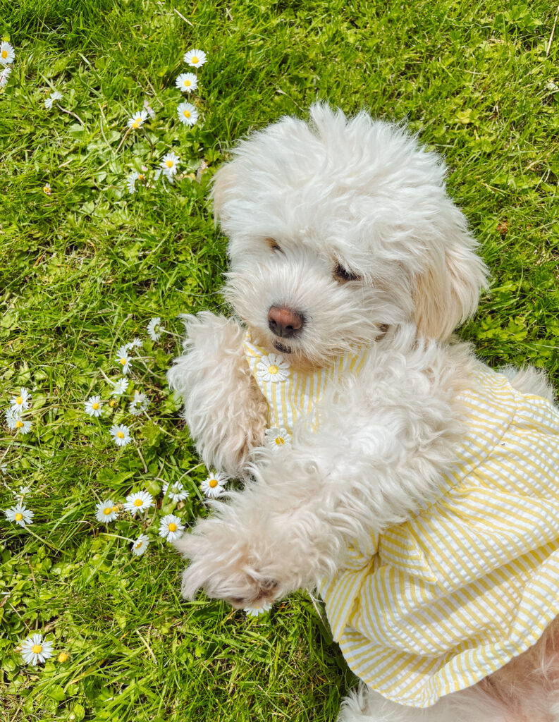 Fluffy dog in a yellow gingham dog dress lying on the grass