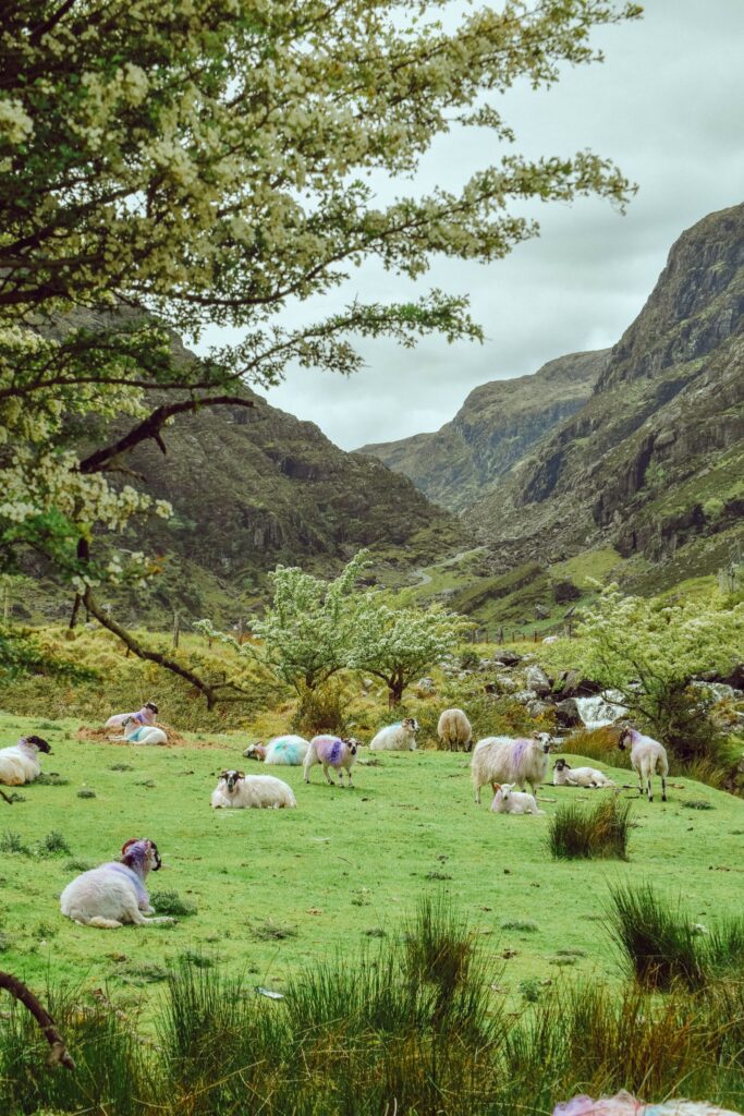 Sheep in a field in the Gap of Dunloe