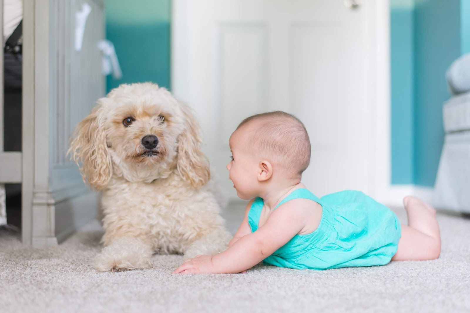 Child and dog on carpet floor Child and dog on carpet floor