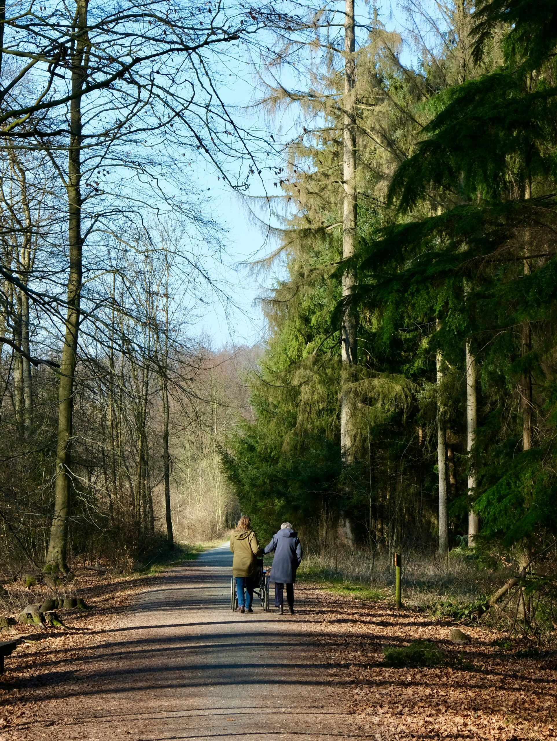 People walking through a forest pushing a wheelchair 