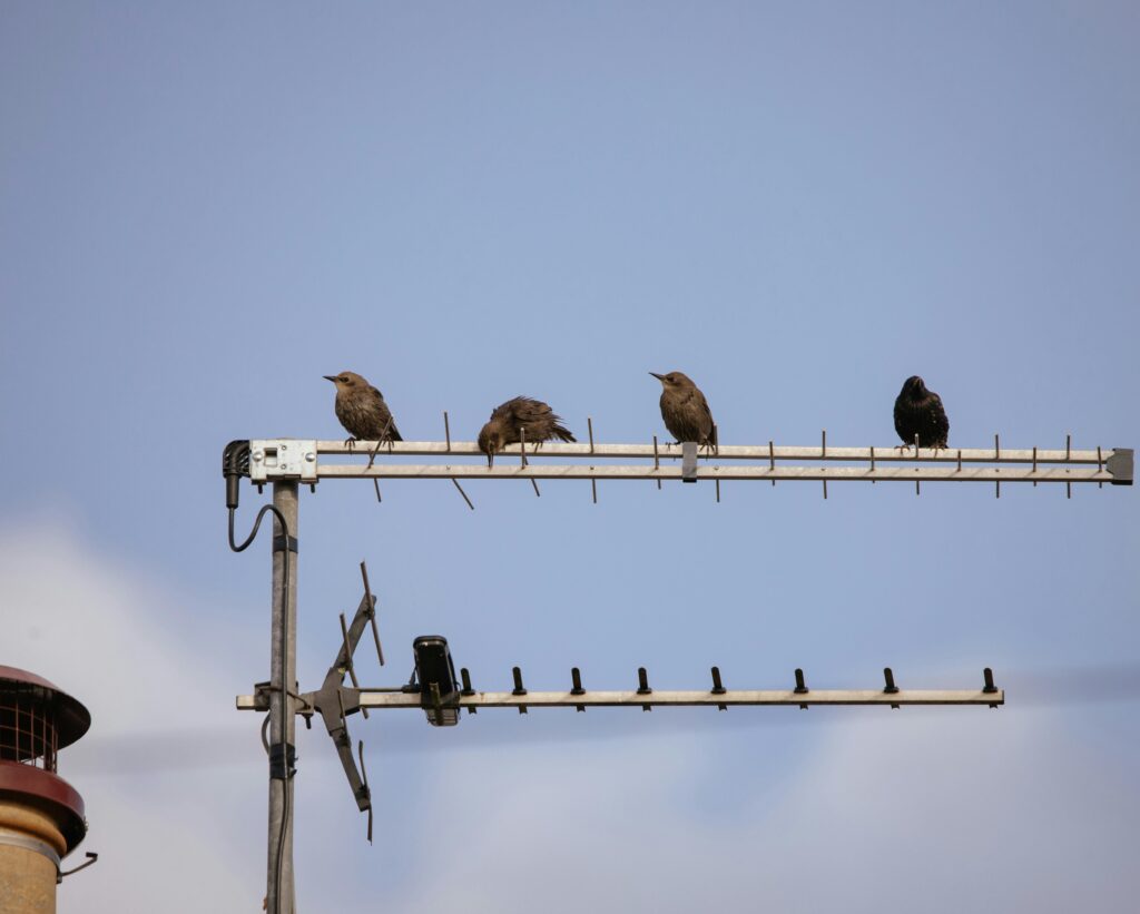Birds sitting on a TV aerial
