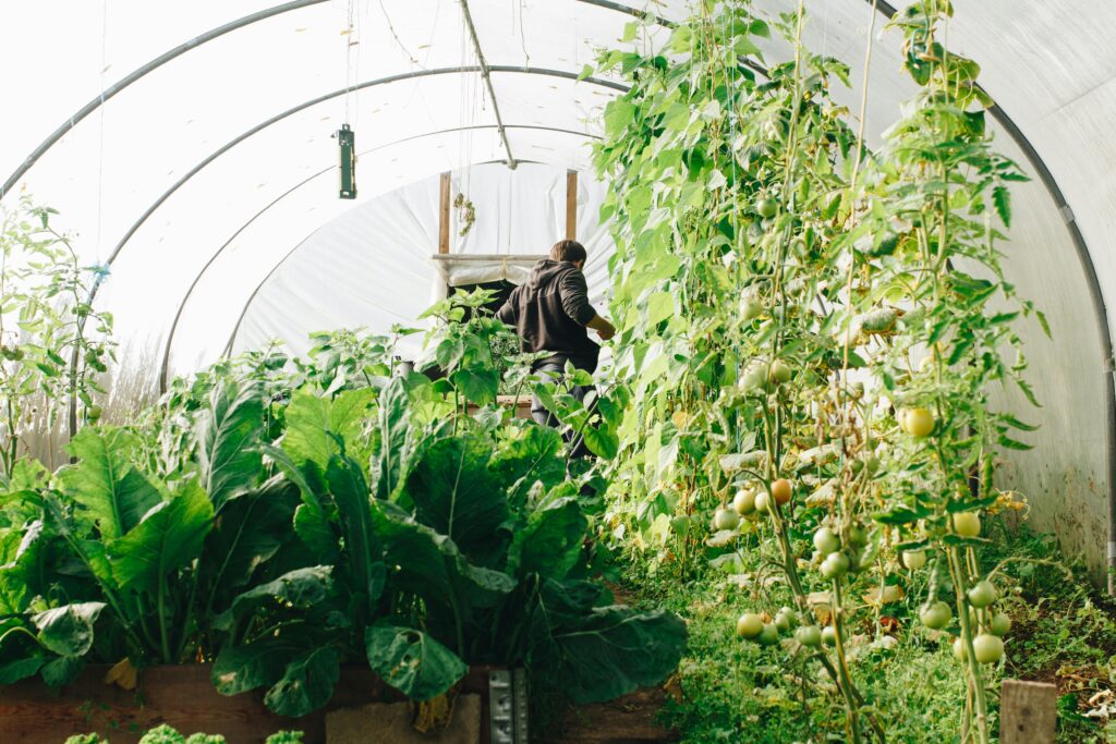 Man standing among vegetables in a poly tunnel