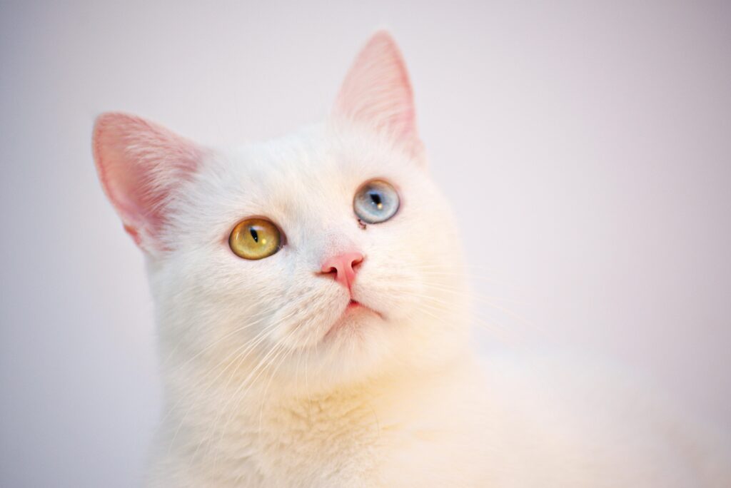White cat with different coloured eyes