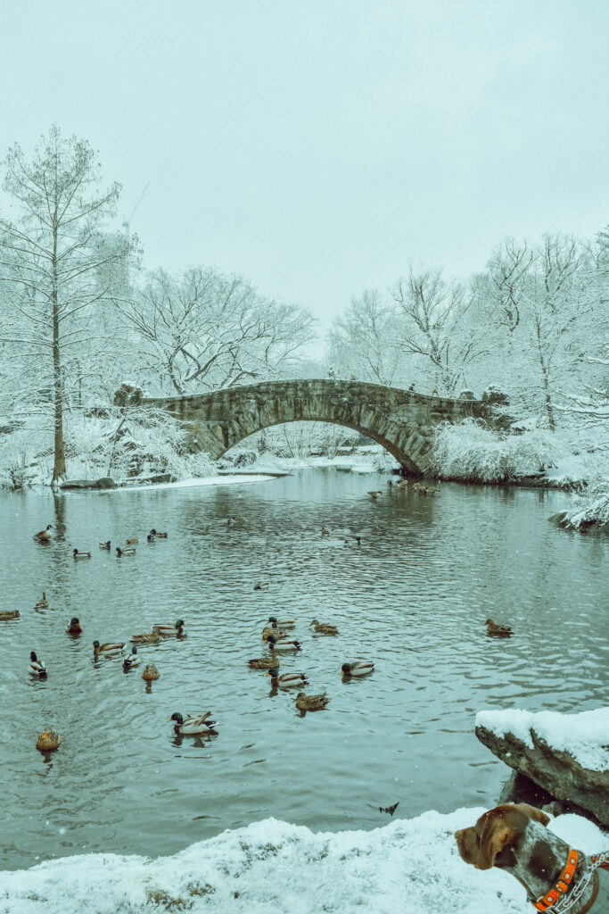 Central Park in the snow