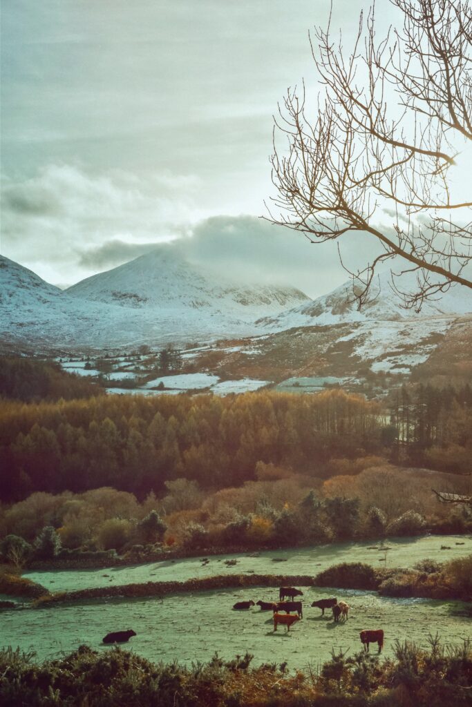 View of the snow-capped Mourne Mountains