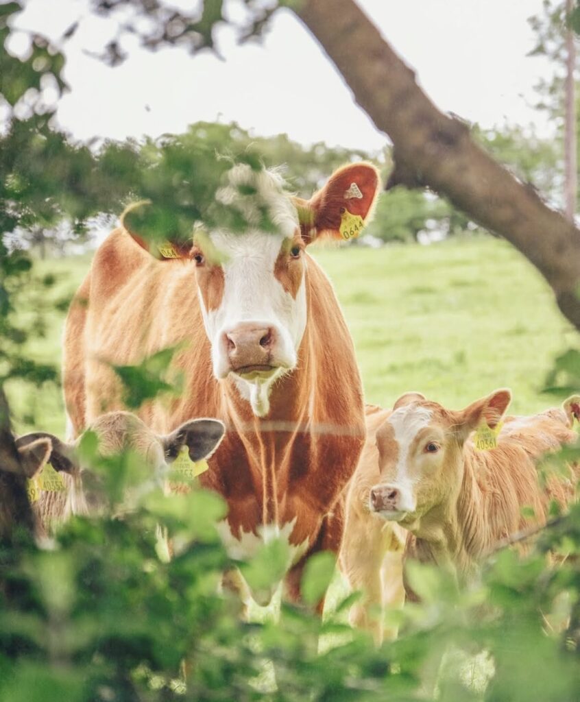 Cow and calf in a field behind a hedgerow