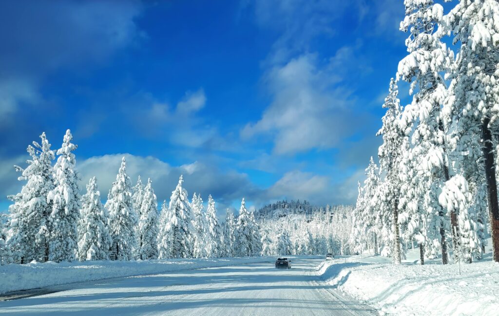 Snowy forests in Tahoe