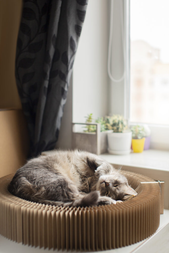 Cat asleep in a cat bed