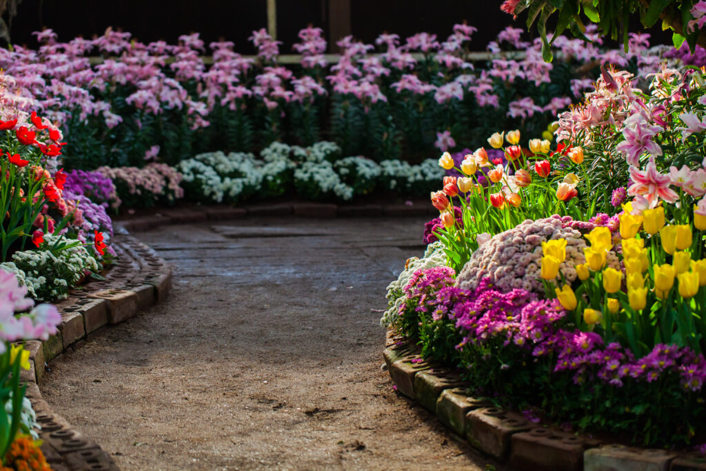 Beautiful colourful flowers