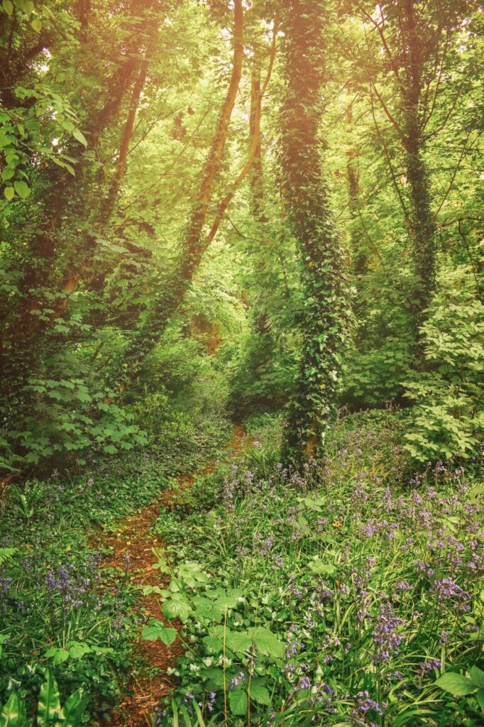 Bluebell woods with dappled sunlight