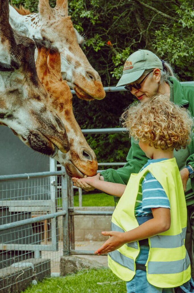Child feeding giraffes at Fota Wildlife