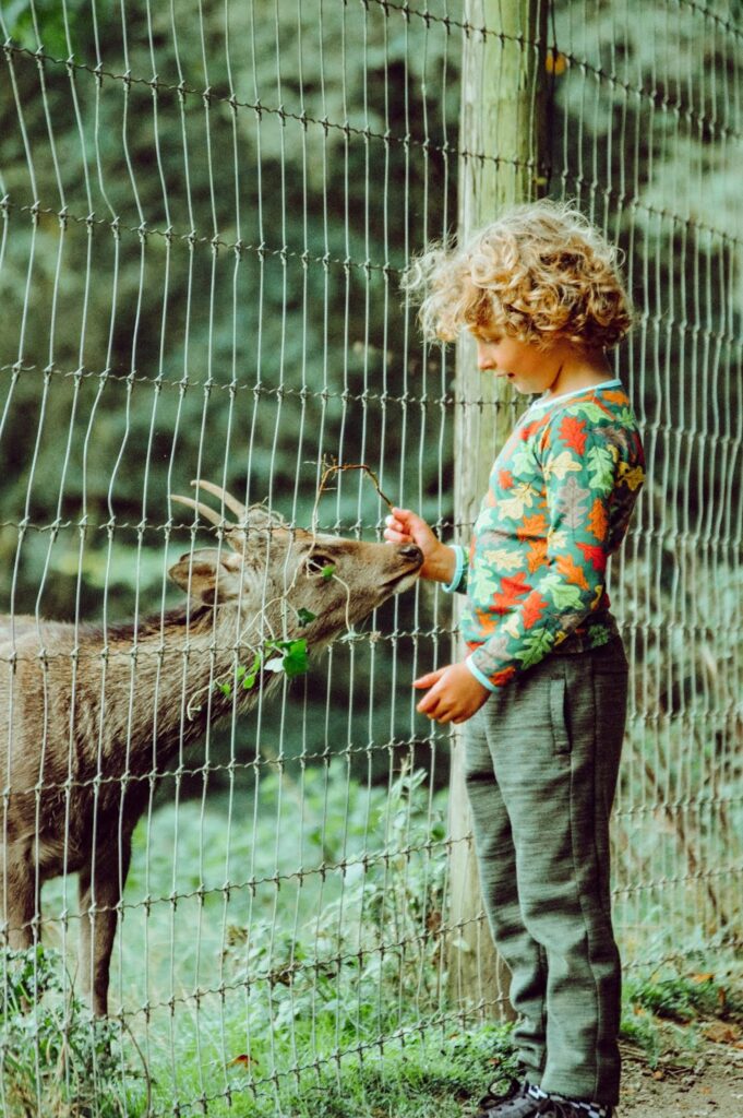 Child feeding deer ivy