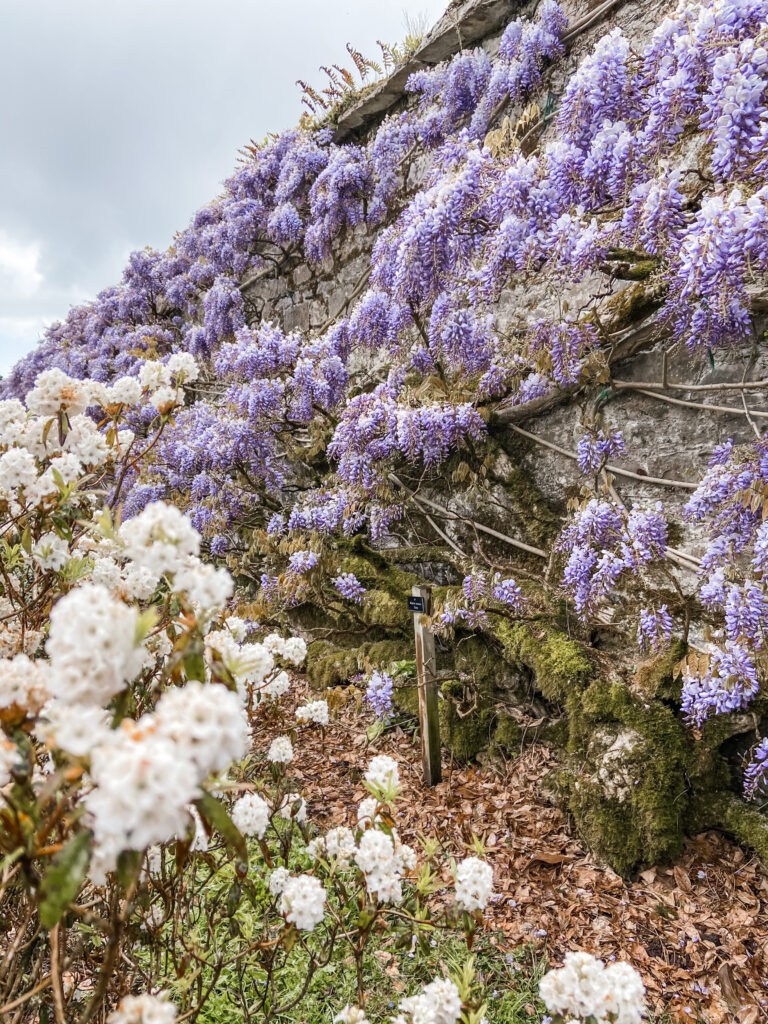 The wisteria wall in Fota Gardens, Cork