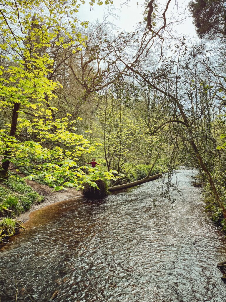 View of Glenbower Woods, Cork