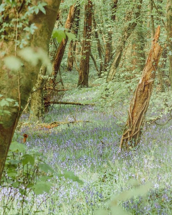 Ballyannan Wood with bluebells