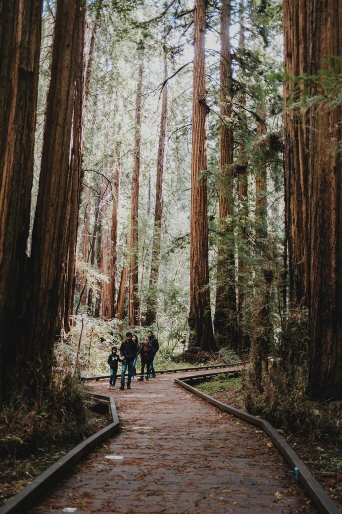People walking on the Muir Woods trail