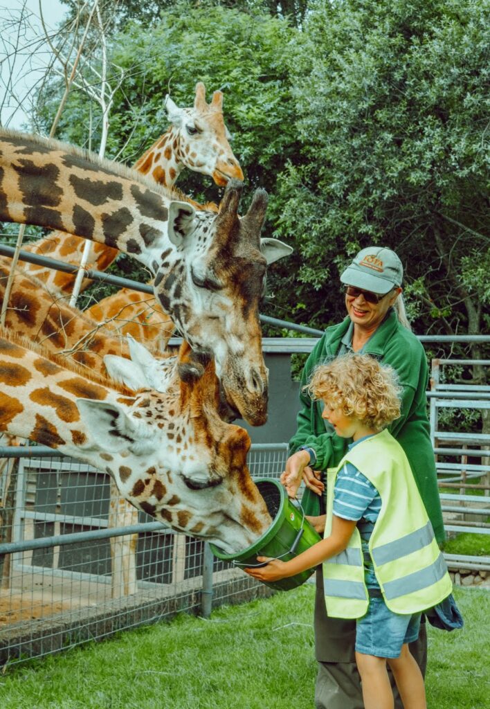 Child feeding giraffes