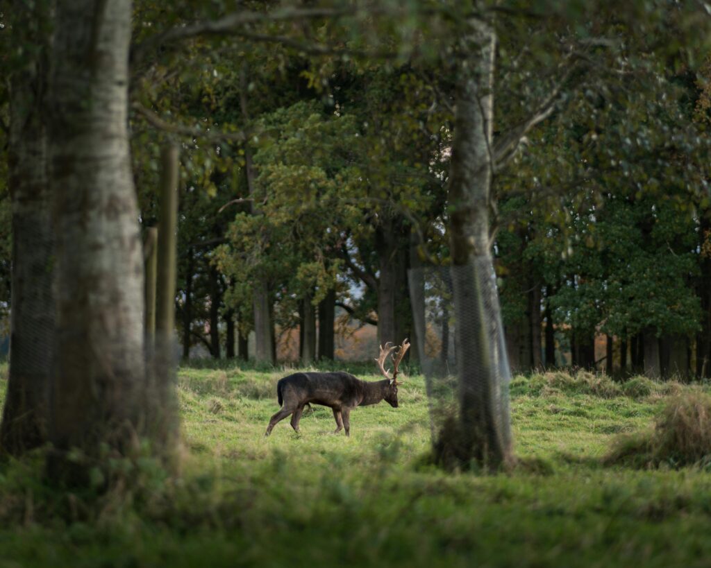 View of deer through the trees at Phoenix Park