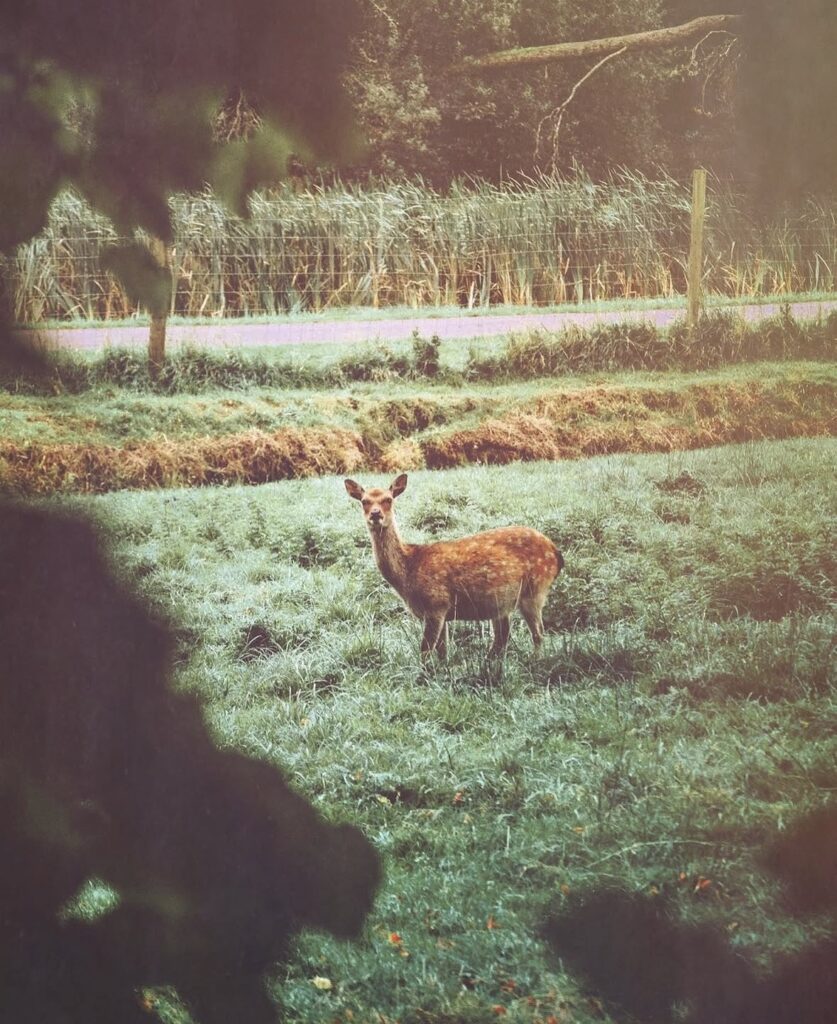Deer in Farran Park