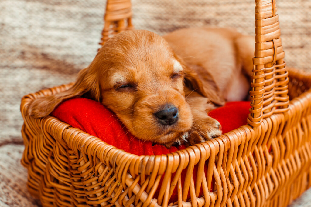 Puppy asleep in a basket