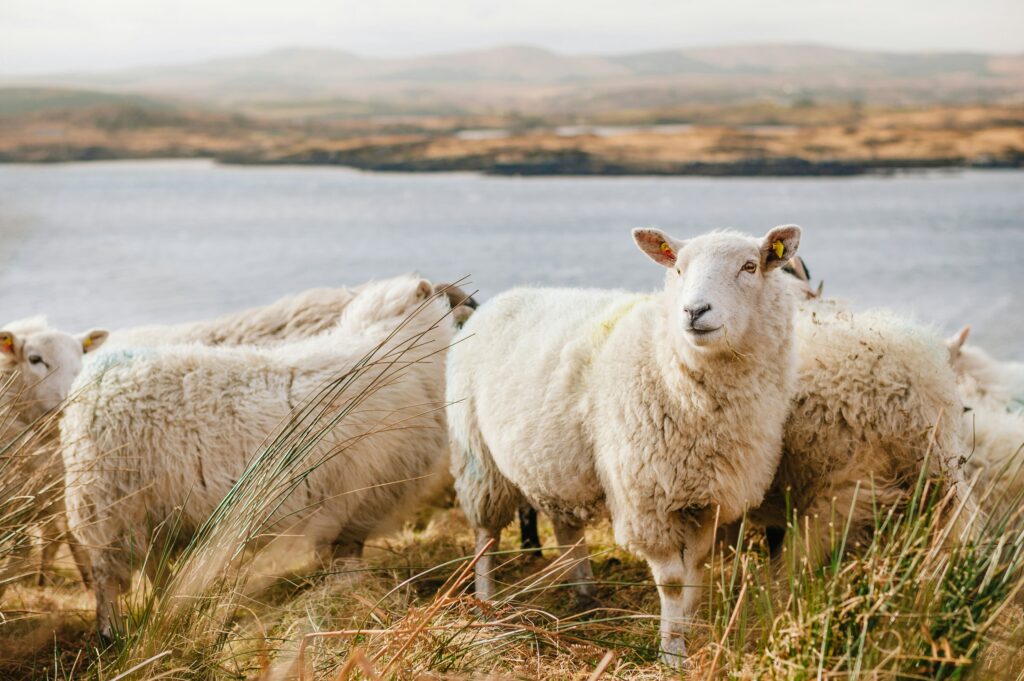 Sheep in Connemara