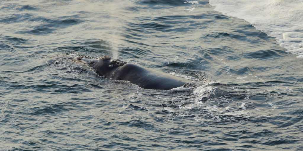 Whale on the water surface