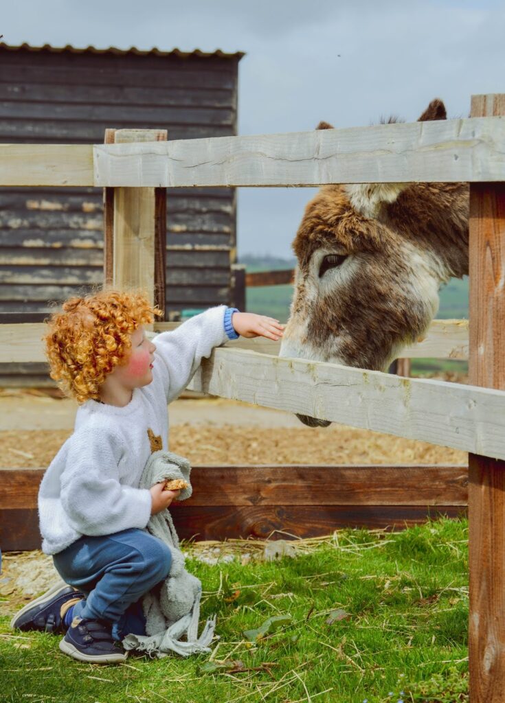 Red-haired boy petting a donkey