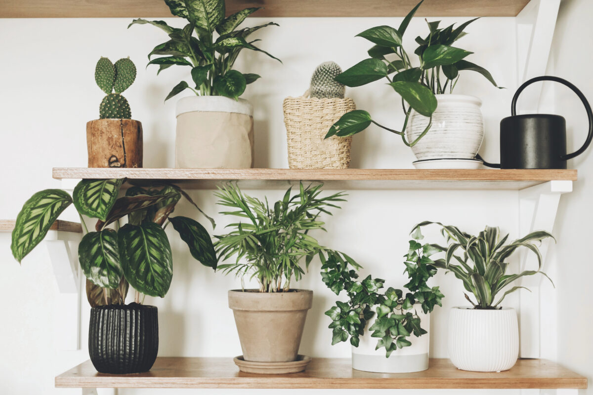 Plants on a shelf