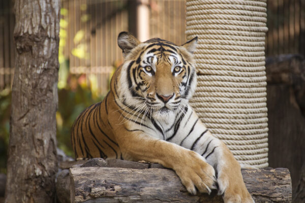 Tiger at a zoo