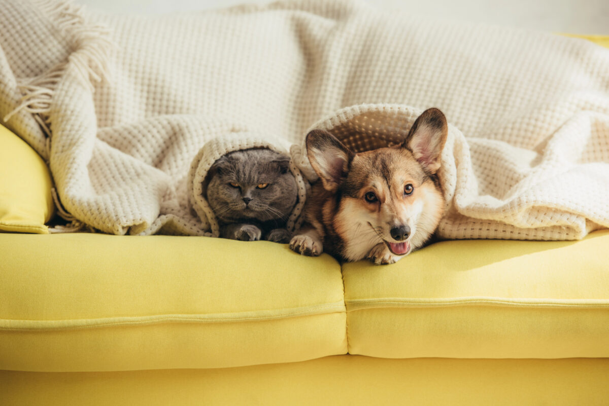 Cat and dog lying on a yellow couch